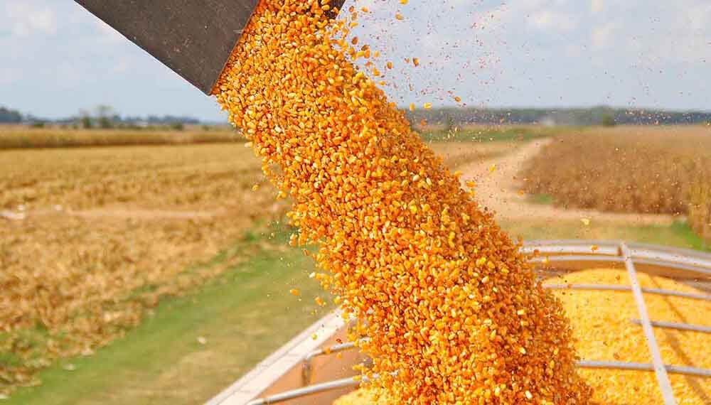 Аналітики USDA знову підвищили прогноз світового виробництва кукурудзи