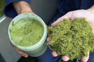 Биопереработка травы может иметь будущее в Европе