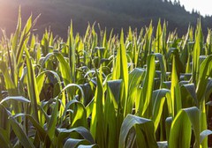 З України експортували 14,5 млн тонн кукурудзи