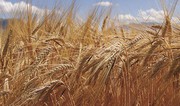 Китайський чинник знову розігрів пшеничні ринки