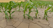 В Україні прогнозують сильну посуху