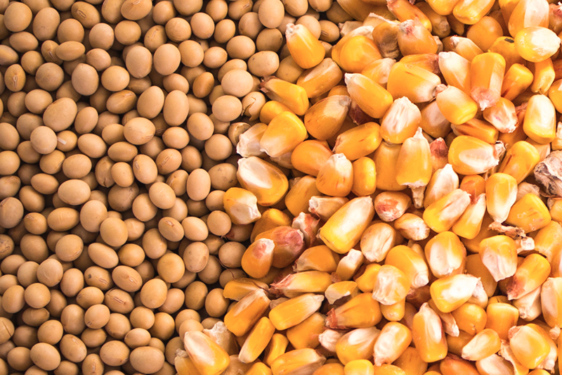 Аргентина: стан посівів сої та кукурудзи продовжує погіршуватися