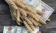 Ціни на пшеницю в Україні знижуються слідом за світовими