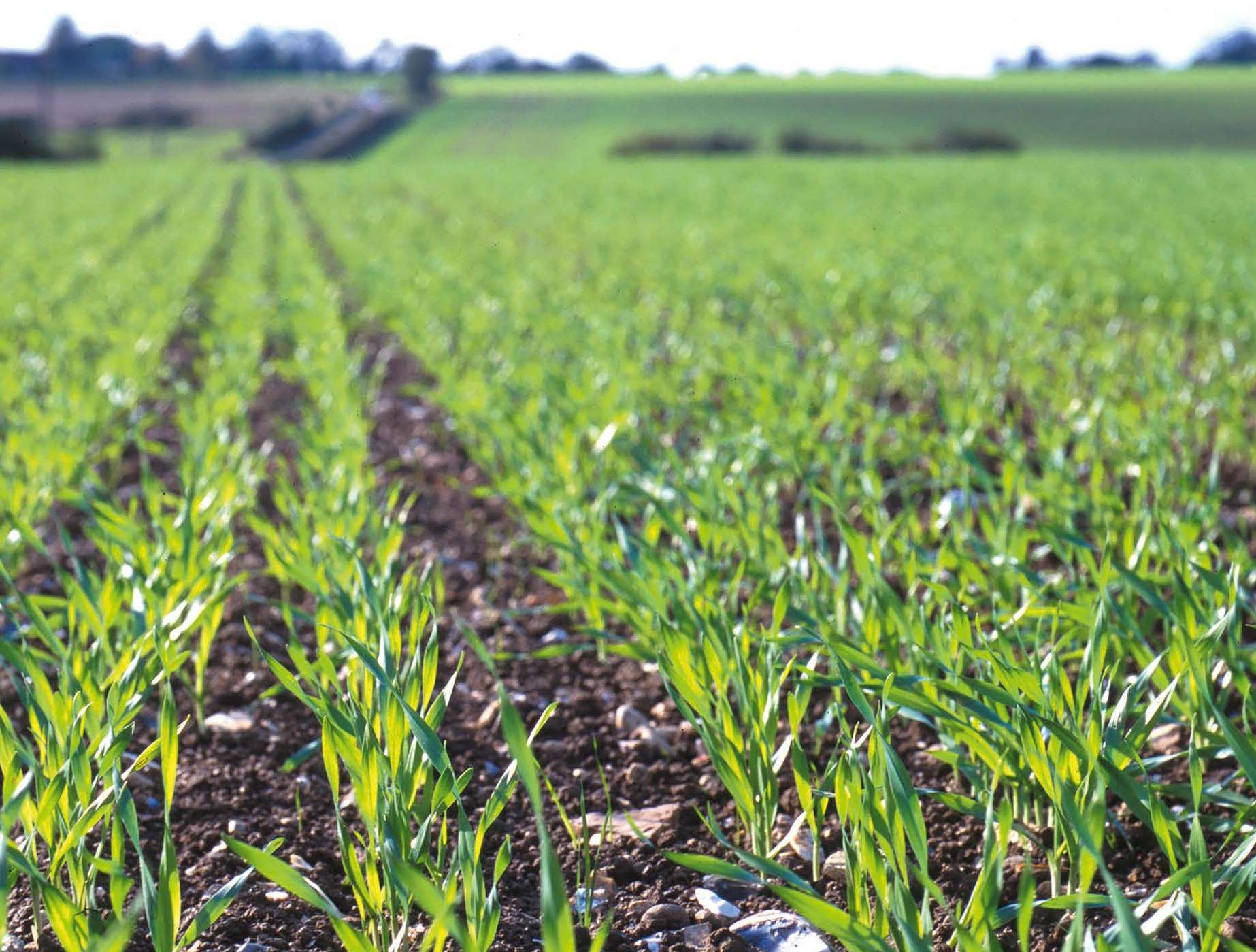 У першій декаді березня небезпечних явищ для посівів озимих зернових в Україні не спостерігалося