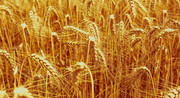 Стало відомо, як змінилися ціни на пшеницю