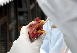 Кінець епідемії пташиного грипу в Франції: птахофабрики відновлюють роботу