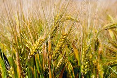 IGC прогнозує рекордне світове виробництво зерна у 2021/22 МР