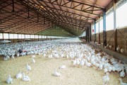 Промислове поголів’я птиці в Україні скоротилося на 8,9%
