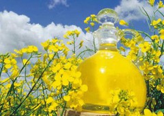 Китай поступився першістю на ринку ріпакової олії України