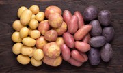 В Україні знизилися ціни на картоплю
