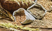 В Україні на 13% збільшиться виробництво зернових, - прогноз