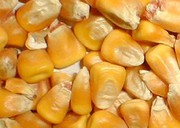 Ціни на кукурудзу в українськиї портах коливаються в межах 7700 – 7900 грн/т