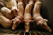 Ціни на живець свиней з початку квітня почали «реабілітацію»