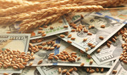 В Україні ціни на більшість зернових та олійних знизилися