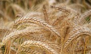 В Україні рекордно впали ціни на пшеницю