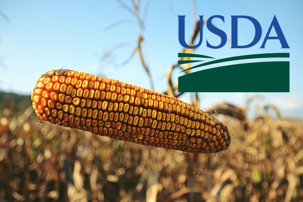 У новому звіті USDA прогноз експорту кукурудзи для України зменшили, а для США – збільшили