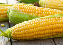 Експорт української кукурудзи скоротиться, - прогноз USDA
