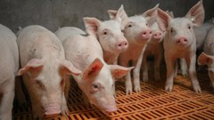Ціни на живець свиней уповільнили сезонне зростання