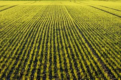 Стан озимих зернових переважно задовільний — Укргідрометеоцентр