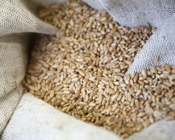 Марокко планує поновити імпортне мито на пшеницю  