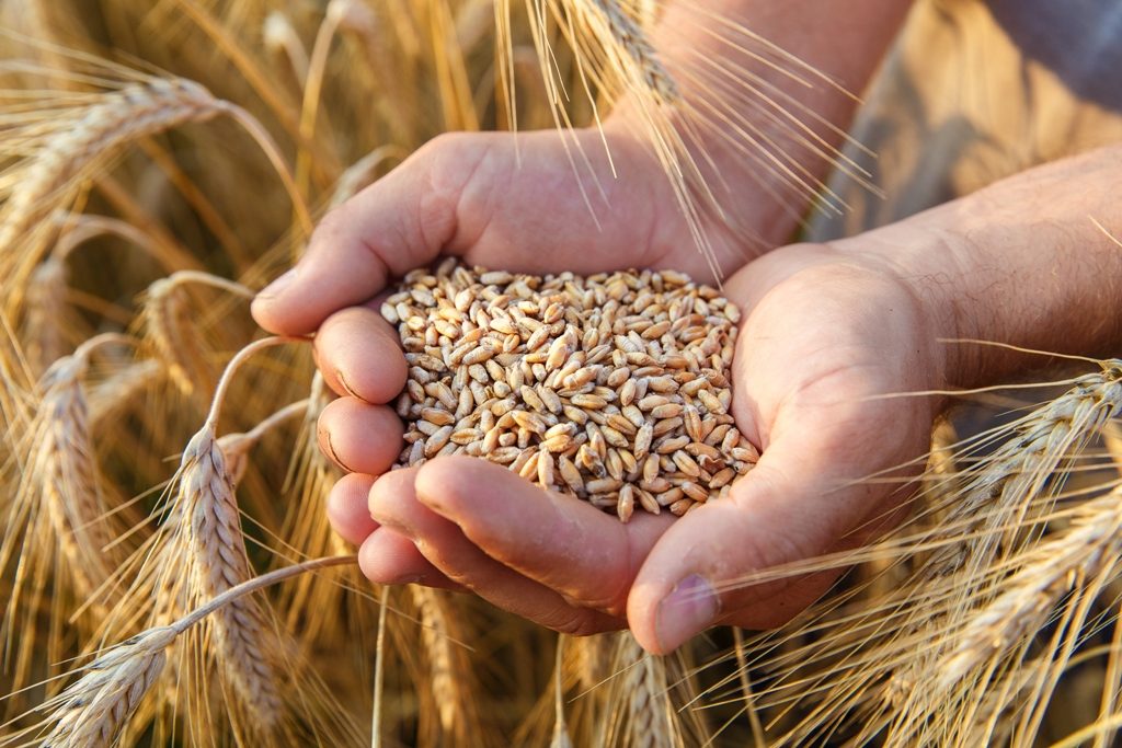Алжир в поточному сезоні може імпортувати 6,5 млн т пшениці