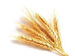 Трейдеры рассказали, как изменились цены на рынке пшеницы