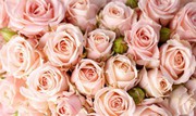 Україна запроваджує спеціальне мито на імпорт троянд