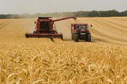 Цьогоріч експорт зернових скоротиться на 24,5% — УЗА