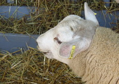Поголів'я овець і кіз у І кварталі скоротилося на 5,2%