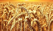 Ціни на українську пшеницю ростуть