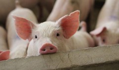 В Україні зросли ціни на свиней