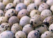 Україна – один із найбільших виробників перепелиних яєць у Європі