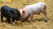 Україна заборонила імпорт свиней з ЄС: причина та як це вплине на ціну