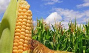Ціна на кукурудзу нового врожаю активно зростає