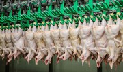USDA зменшила прогноз експорту курятини з України до 400 тис. тонн