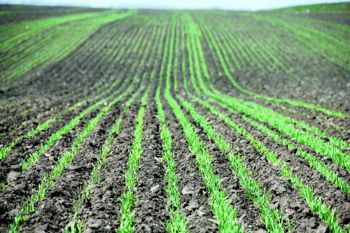 Весняна посівна-2021: В Україні посіяли майже 4,4 млн га ярих зернових культур