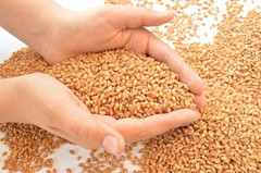 Ціни на пшеницю різко знизилися на 3,8-6%