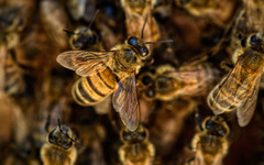 "Укрпоштою" відправили 8 мільйонів бджіл: комахи загинули