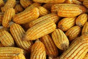 Експорт кукурудзи в поточному році становить 19,4 млн тонн