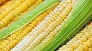 В «Астарті» прокоментували арешт кукурудзи агропідприємства