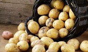 З початку року імпорт картоплі в Україну знизився