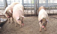 Живець свиней подешевшав до 45,6 грн/кг