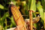 Закупівельні ціни на кукурудзу різко знизилися