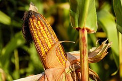 Закупівельні ціни на кукурудзу різко знизилися