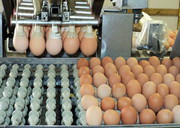 Експорт українських яєць за 4 місяці обвалився у 2,6 раза