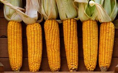З України експортували 20,4 млн тонн кукурудзи