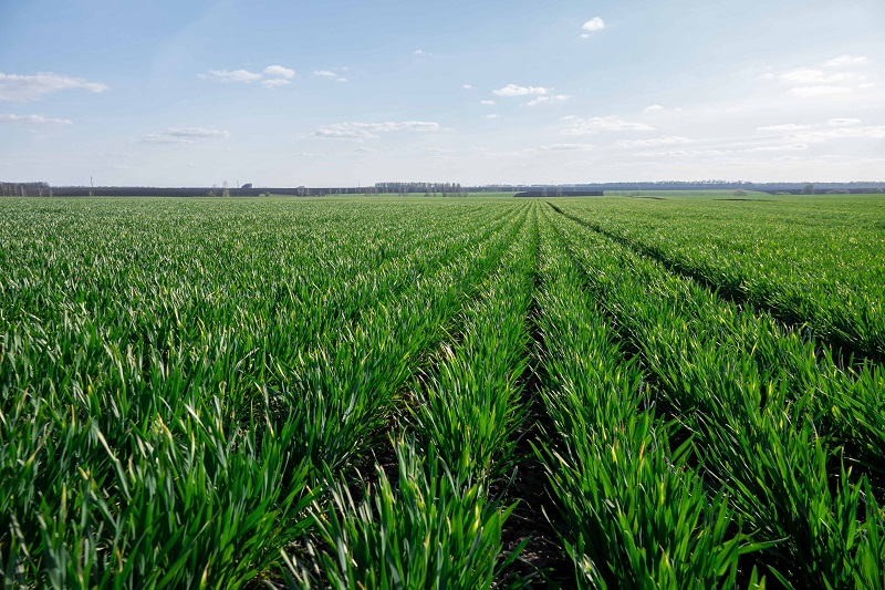 Агрометеорологічні умови другої декади травня сприяли розвитку ранніх зернових в Україні