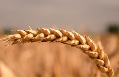 Названо ТОП-3 країн, які найчастіше скаржаться на українське зерно