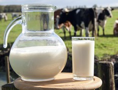 За підсумками весни закупівельні ціни на молоко залишилися високими
