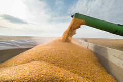 У травні Україна експортувала понад 2,8 млн тонн зернових